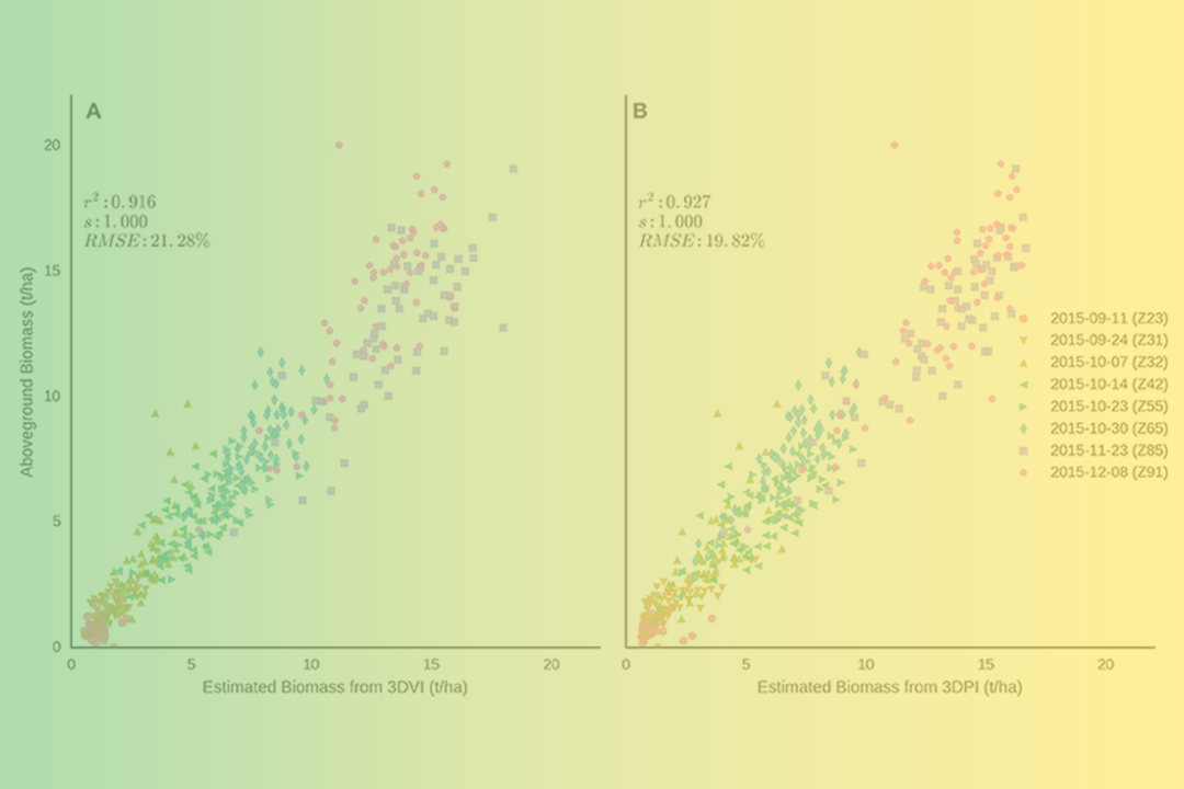 High Throughput Determination of Plant Height Ground Cover, and Above-Ground Biomass in Wheat With LiDAR