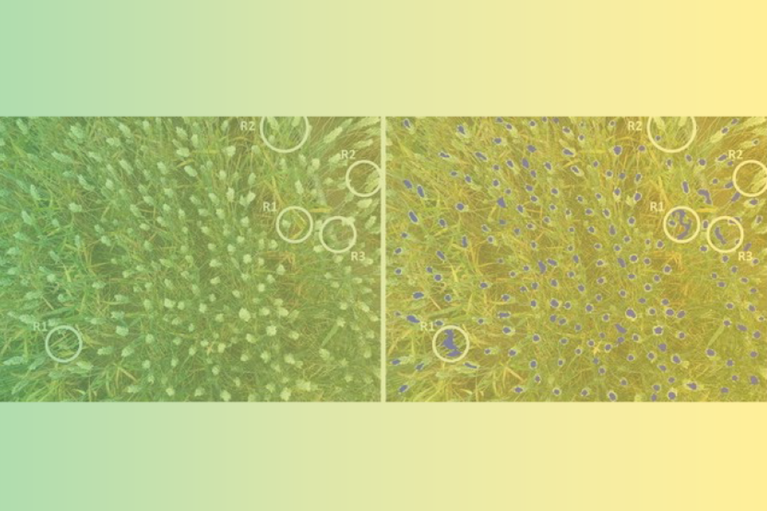 Wheat Ear Counting In-Field Conditions: High Throughput and Low-Cost Approach Using RGB Images