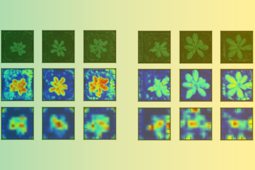 Deep Phenotyping : Deep Learning for Temporal Phenotype/ Genotype Classification