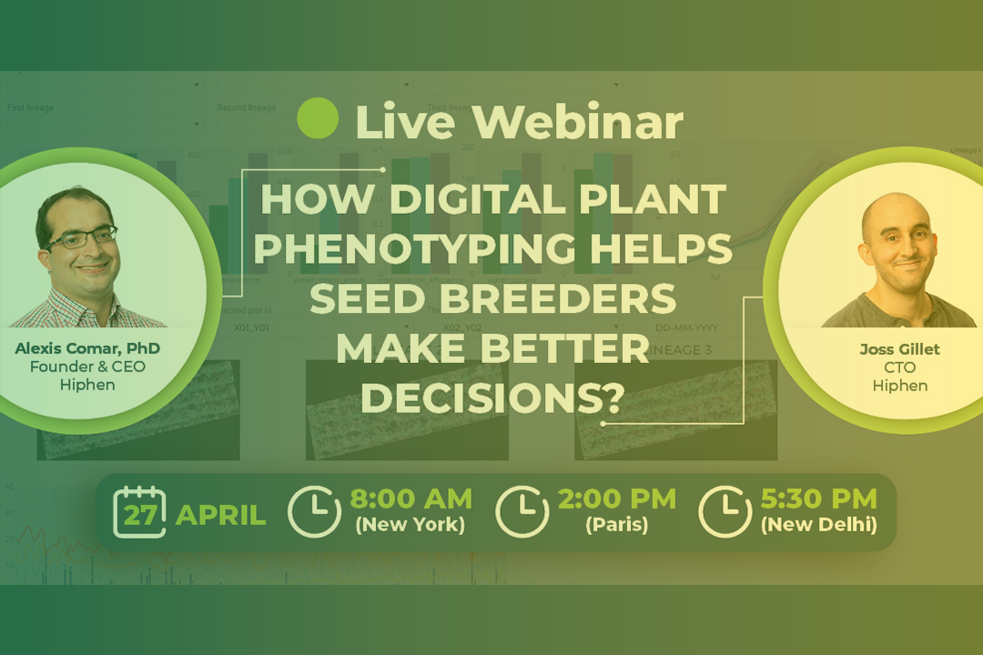 How Digital Phenotyping Helps Seed Breeders Make Better Decisions For Their Trials – Hiphen