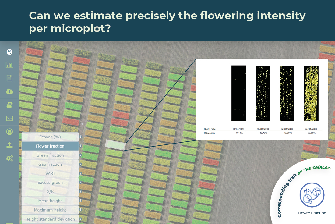 Can we estimate precisely the flowering intensity per microplot?