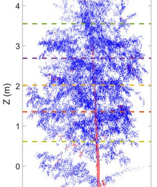 Can we estimate digital biomass thanks to 3D imagery ?