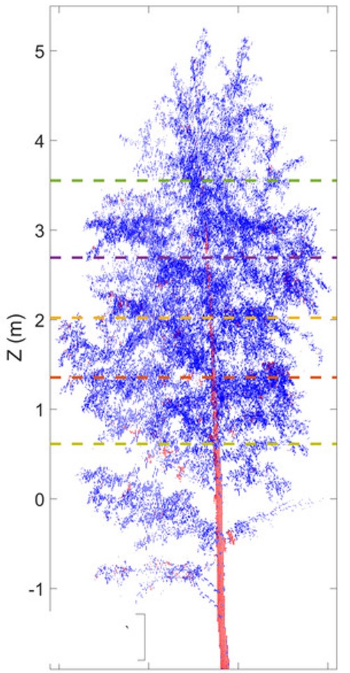 Can we estimate digital biomass thanks to 3D imagery ?