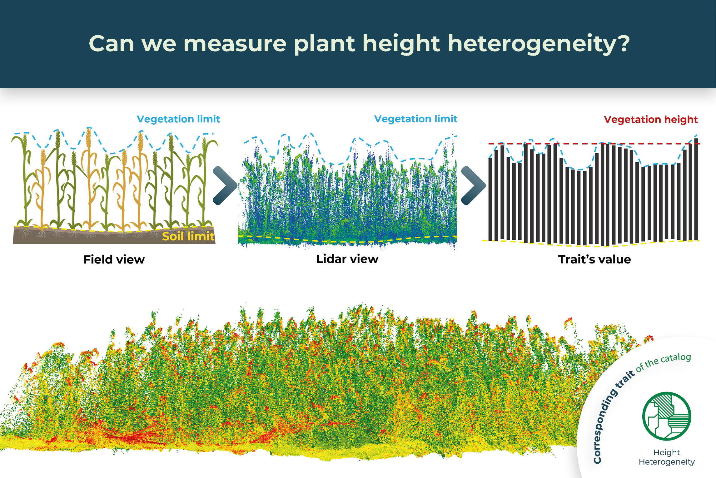 Can we measure plant height heterogeneity? – Crop Insights