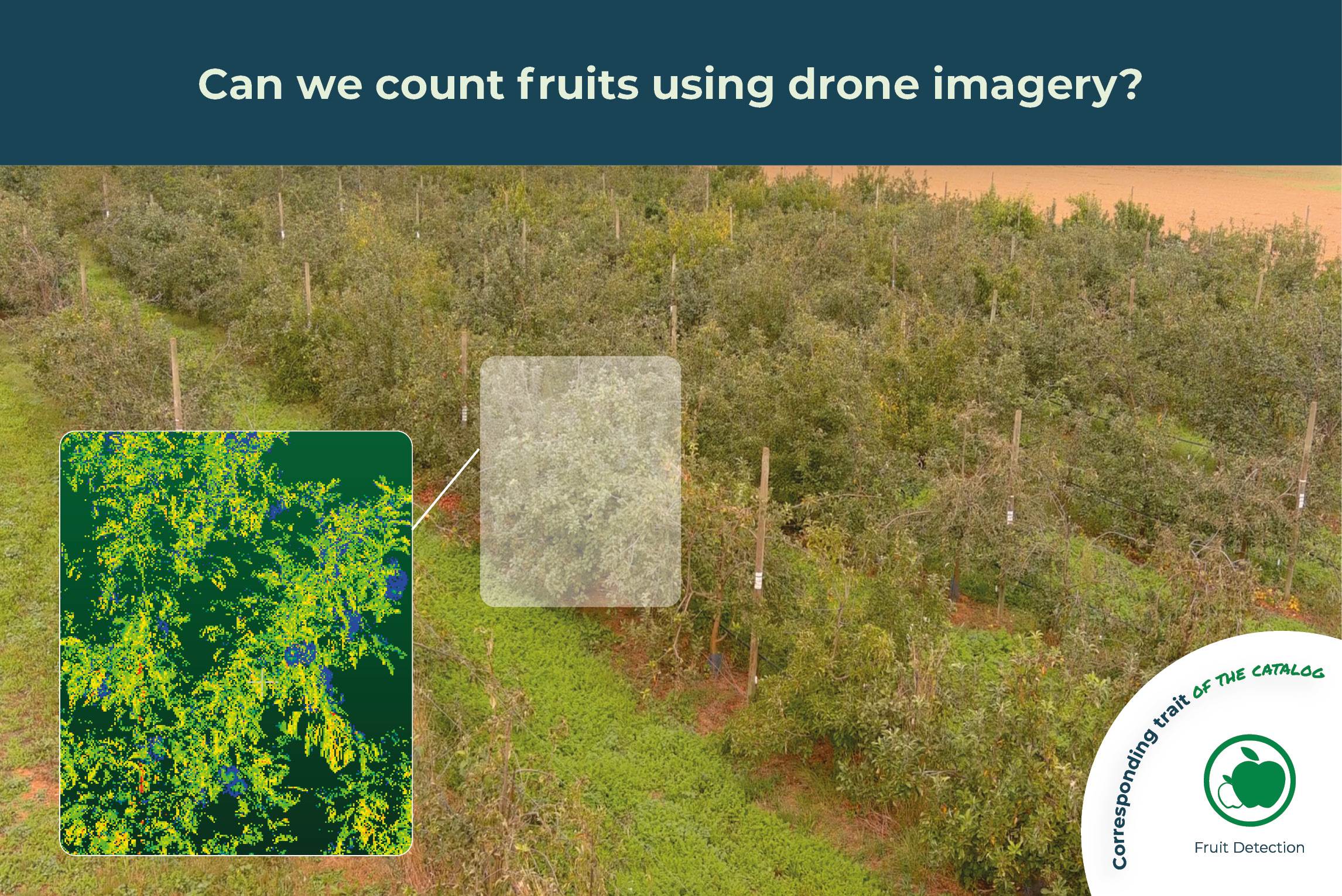 Can we count fruits using drone imagery?