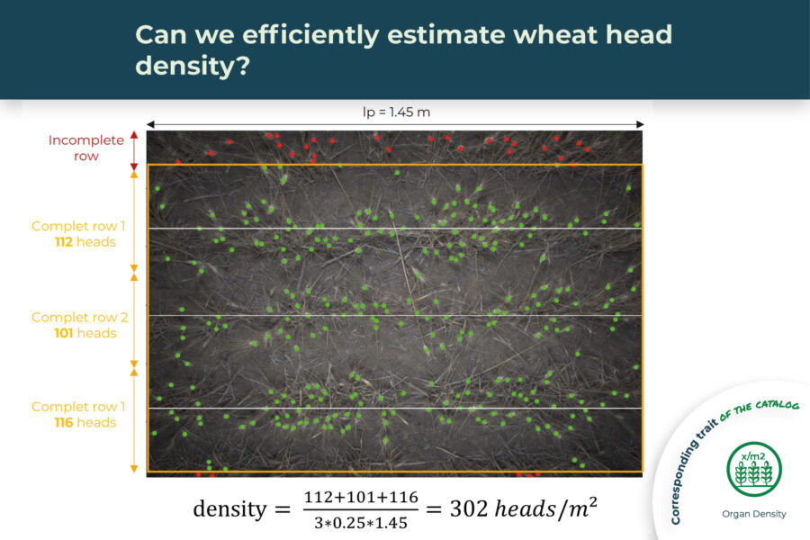 Can we efficiently estimate wheat head density?